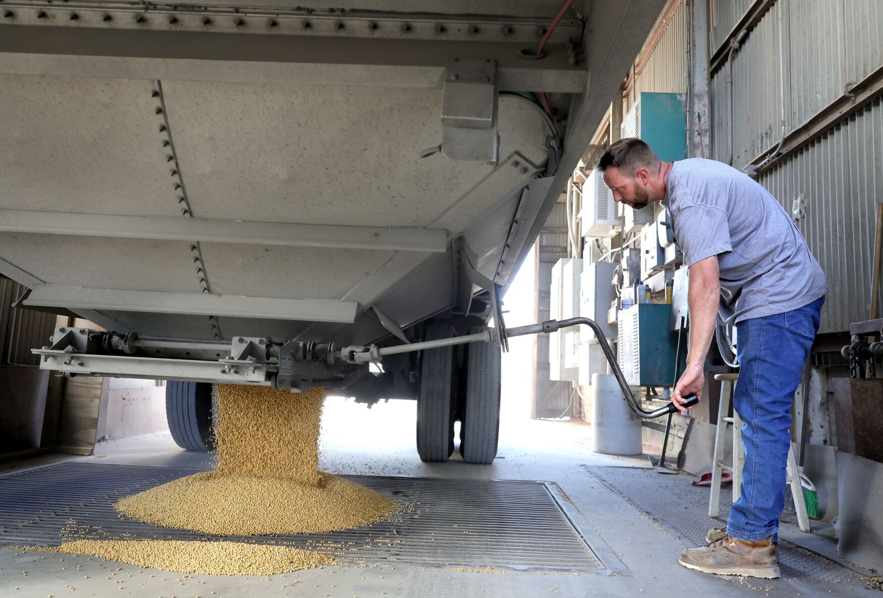 Soybean harvest in West Alton